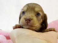 カニンヘン ダックスフンド　クリーム女の子