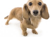 カニンヘン 子犬 シェーデットクリーム 女の子 ユジンの赤ちゃん 11/16生まれ