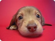 カニンヘン 子犬 クリーム　女の子 ベルサスの赤ちゃん　12/3生まれ