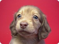 カニンヘン 子犬 クリーム　男の子 ベルサスの赤ちゃん　12/3生まれ