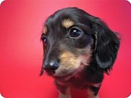 カニンヘン 子犬 ブラック&クリーム 男の子 しずるの赤ちゃん 11/18生まれ カニンヘン 子犬 ブラック&クリーム 男の子 しずるの赤ちゃん 11/18生まれ