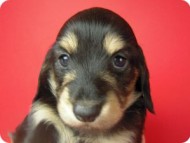 カニンヘン 子犬 ブラック＆クリーム 女の子 ティアラの赤ちゃん 12/14生まれ