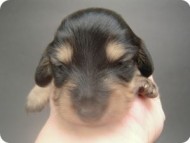 カニンヘン 子犬 ブラック&クリーム 女の子 マロの赤ちゃん 12/30生まれ カニンヘン 子犬 ブラック&クリーム 女の子 マロの赤ちゃん 12/30生まれ