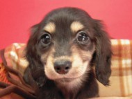 カニンヘン 子犬 ブラック＆クリーム 男の子