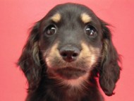 カニンヘン 子犬 ブラック＆クリーム 男の子