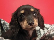 カニンヘン 子犬 ブラック＆クリーム 男の子 しずるの赤ちゃん 11/18生まれ