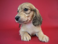 カニヘン　子犬　シェーデットクリーム女の子