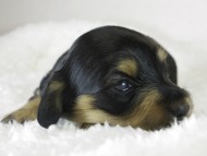 カニヘン　子犬　ブラクリ女の子