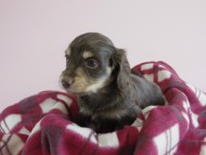 カニヘン 子犬 チョコクリ 女の子 カニヘン 子犬 チョコクリ 女の子