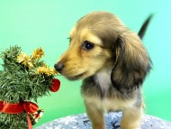 カニンヘンダックス　子犬　シェーデットクリーム女の子