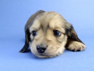 カニンヘン ダックスフンド 子犬 シェーデットクリーム 男の子