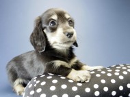 カニンヘン ダックスフンド 子犬 ブラッククリーム 男の子 カニンヘン ダックスフンド 子犬 ブラッククリーム 男の子