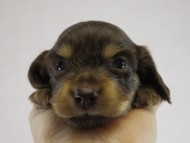 カニヘン　子犬　チョコクリ女の子