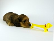 カニンヘンダックス　子犬　シェーデットレット男の子