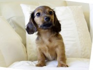 カニヘンダックス　シェーデットレット　女の子