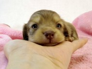 カニンヘン ダックスフンド　クリーム女の子