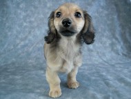 カニヘン　子犬　シェーデットクリーム女の子　石川県・Ｎ様