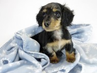 カニンヘン ダックスフンド 子犬 シルバーダップル男の子