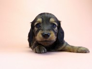 カニンヘン ダックスフンド 子犬 シェーデットクリーム 女の子