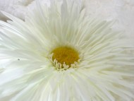 カニンヘン ダックスフンド 子犬 シェーデットレット 女の子