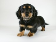 カニヘン　子犬　ブラックタン男の子