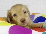 カニヘンダックス シェーデットクリーム男の子 カニヘンダックス シェーデットクリーム男の子