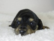 カニヘン 子犬 ブラクリ女の子 カニヘン 子犬 ブラクリ女の子