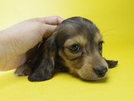 カニンヘン ダックスフンド 子犬 シェーデットクリーム 女の子