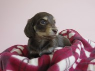 カニヘン 子犬 チョコクリ 女の子 カニヘン 子犬 チョコクリ 女の子