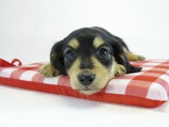 カニヘン　子犬　ブラクリ女の子