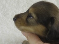 カニンヘン 子犬 シェーデットクリーム男の子 カニンヘン 子犬 シェーデットクリーム男の子