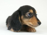 カニヘン　子犬　ブラタン女の子