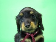 カニンヘンダックス　子犬　ブラックタン女の子