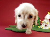 カニンヘン ダックスフンド ピュアクリーム女の子 カニンヘン ダックスフンド ピュアクリーム女の子