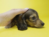 カニンヘン ダックスフンド 子犬 シェーデットクリーム 女の子