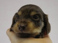 カニヘン　子犬　チョコクリ女の子