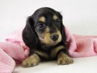 カニンヘン　子犬　ブラクリ女の子　シェリちゃん