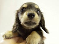 カニヘンダックス　子犬　ブラッククリーム　女の子