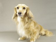 桃花ちゃん ミニチュアダック 桃花ちゃん ミニチュアダック