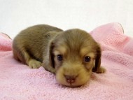 カニンヘン ダックスフンド　クリーム女の子