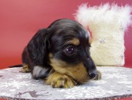 カニヘンダックス 子犬 シルバータンダップル男の子 カニヘンダックス 子犬 シルバータンダップル男の子