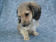 カニヘン　子犬　シェーデットクリーム女の子　石川県・Ｎ様