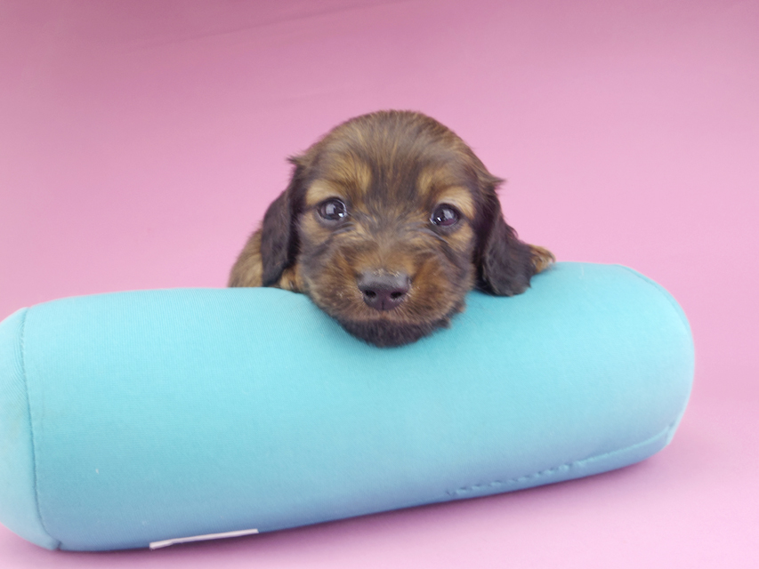 カニンヘンダックスフンド スワン & ジムダンディの子犬 レッド 男の子141 カニンヘンダックスフンド スワン & ジムダンディの子犬 レッド 男の子