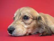 カニヘン　子犬　シェーデットクリーム女の子