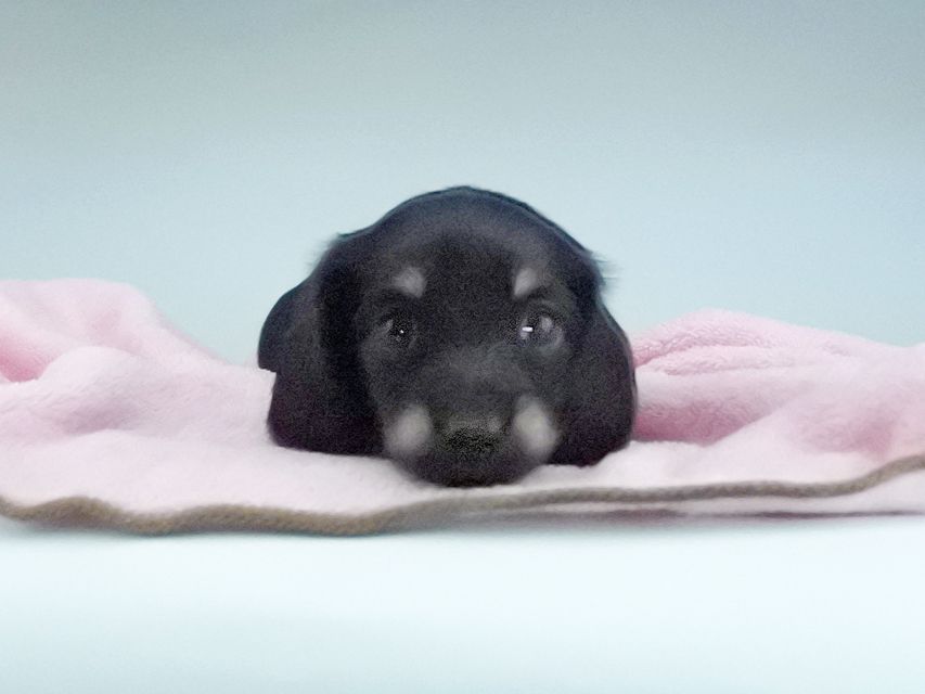 カニンヘンダックスフンド KT & ブルースの子犬 ブラックイエロー(ブラッククリーム) 女の子142 カニンヘンダックスフンド KT & ブルースの子犬 ブラックイエロー(ブラッククリーム) 女の子