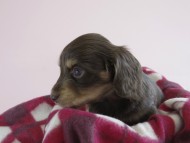 カニヘン 子犬 チョコクリ 女の子 カニヘン 子犬 チョコクリ 女の子