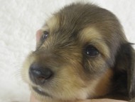 カニンヘン　子犬　シェーデットクリーム男の子