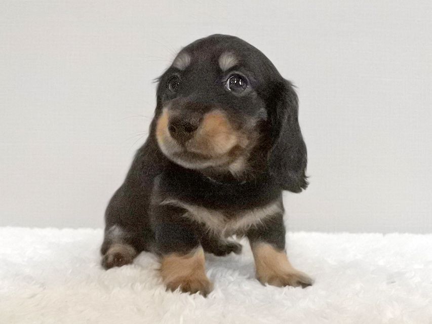 カニンヘンダックスフンド ナンシーcs & ナイトの子犬 ブラタン 女の子(2)143 カニンヘンダックスフンド ナンシーcs & ナイトの子犬 ブラタン 女の子(2)