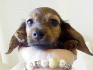 カニヘンダックス　シェーデットレット　女の子