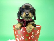 カニンヘンダックス　子犬　ブラックタン女の子